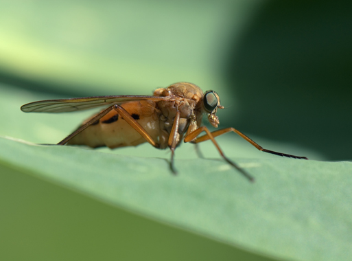 Schnepfenfliege